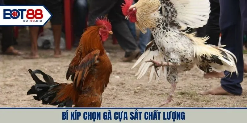 Bí kíp chọn gà cựa sắt chất lượng