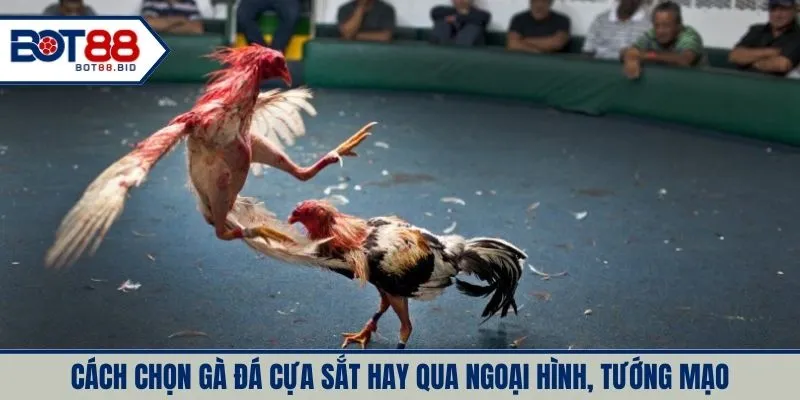 Cách chọn gà đá cựa sắt hay qua ngoại hình, tướng mạo