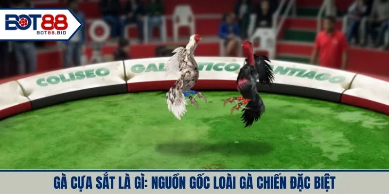 Gà cựa sắt là gì: Nguồn gốc loài gà chiến đặc biệt