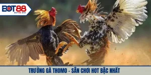Trường gà Thomo - Sân chơi hot bậc nhất